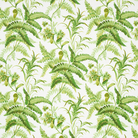 schumacher - myers fern - 5013230