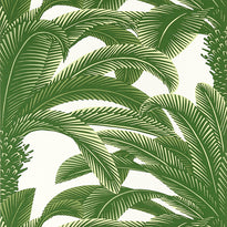 t13907 | queen palm, palm grove - thibaut wallpaper