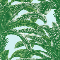 t13908 | queen palm, palm grove - thibaut wallpaper