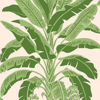 t13917 | banana tree, palm grove - thibaut wallpaper