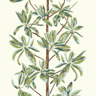 mangrove tree - sage - thibaut - t45034 - wanderlust