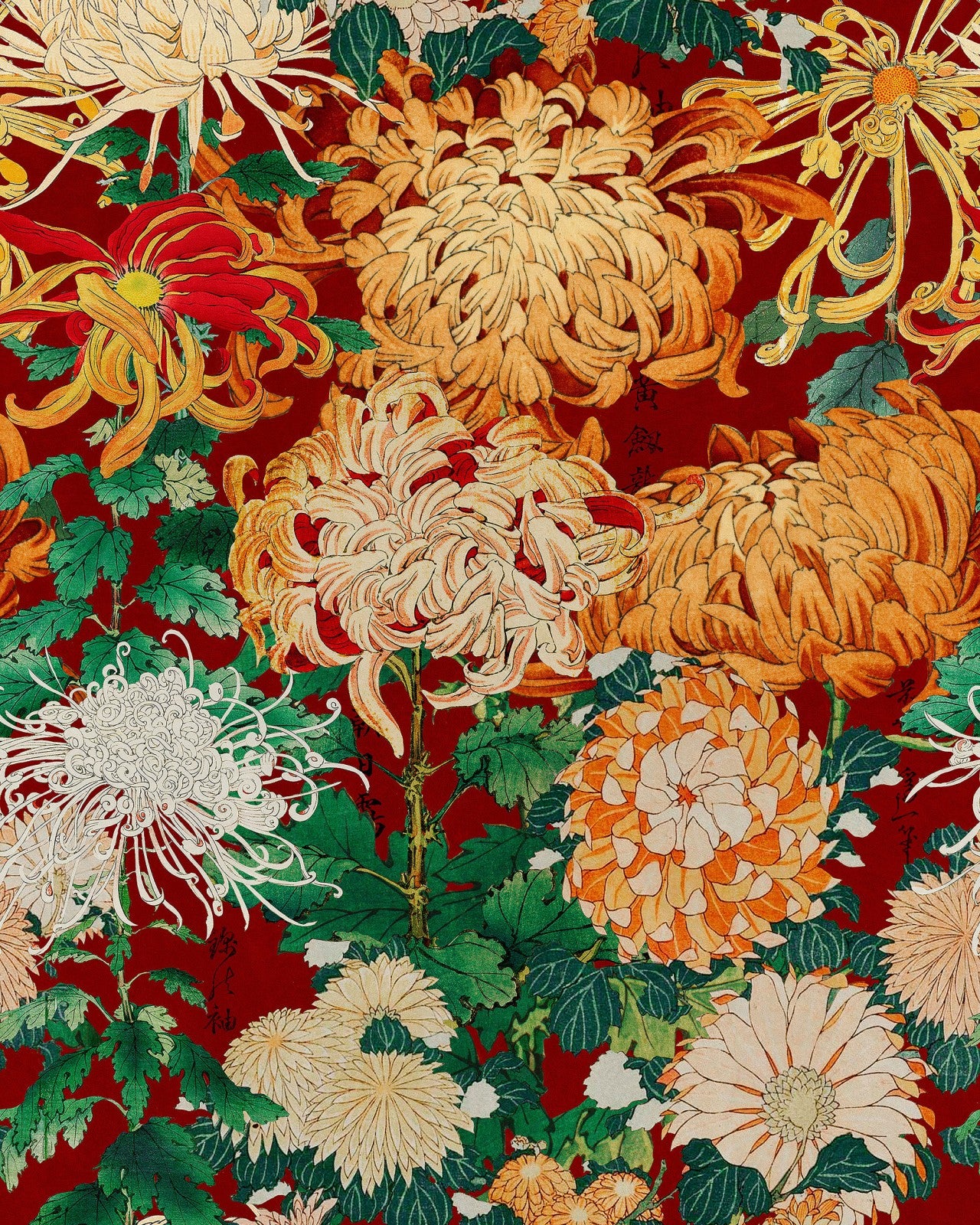 chrysanthemums wallpaper