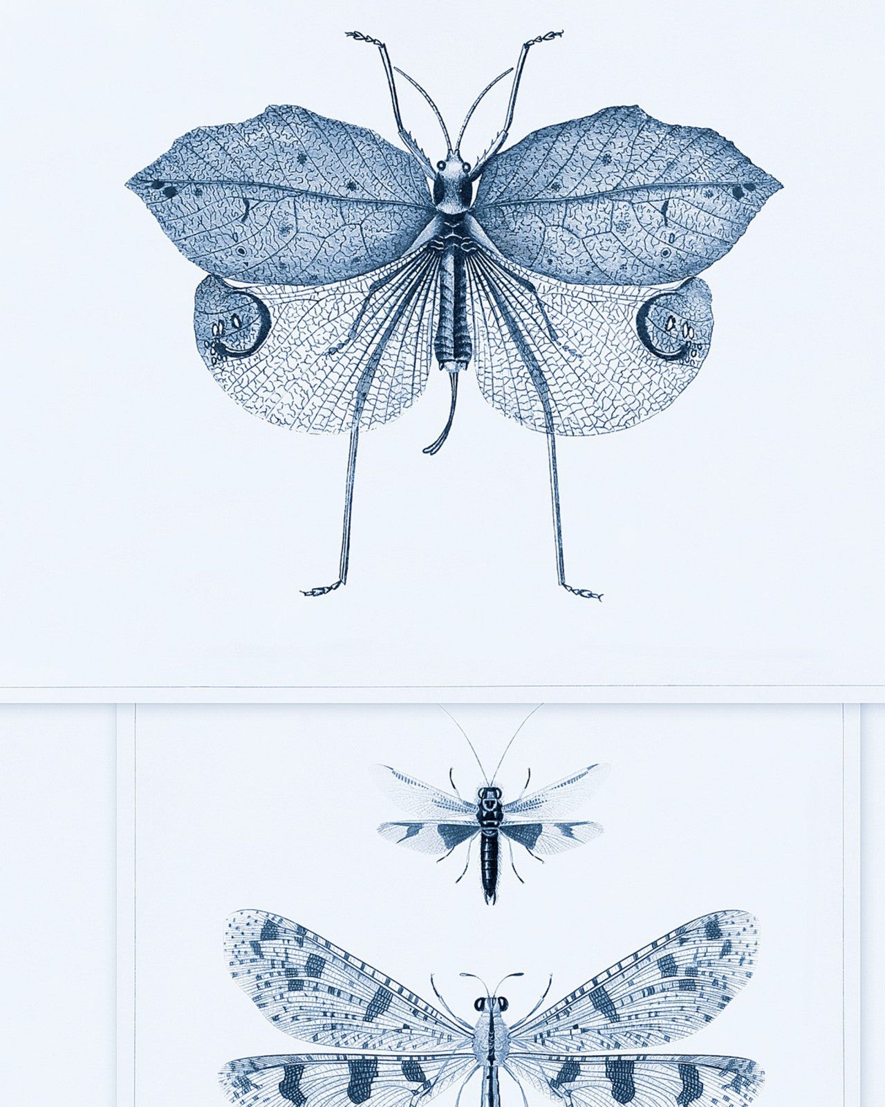 entomology blue wallpaper