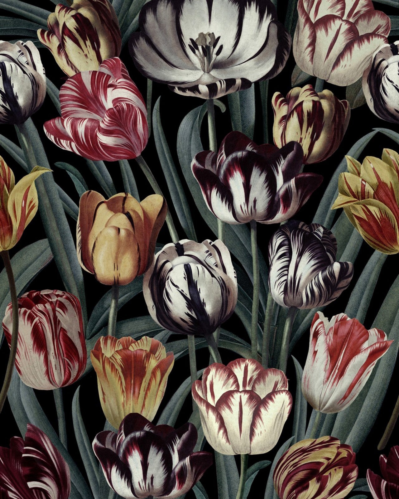 tulipa dark