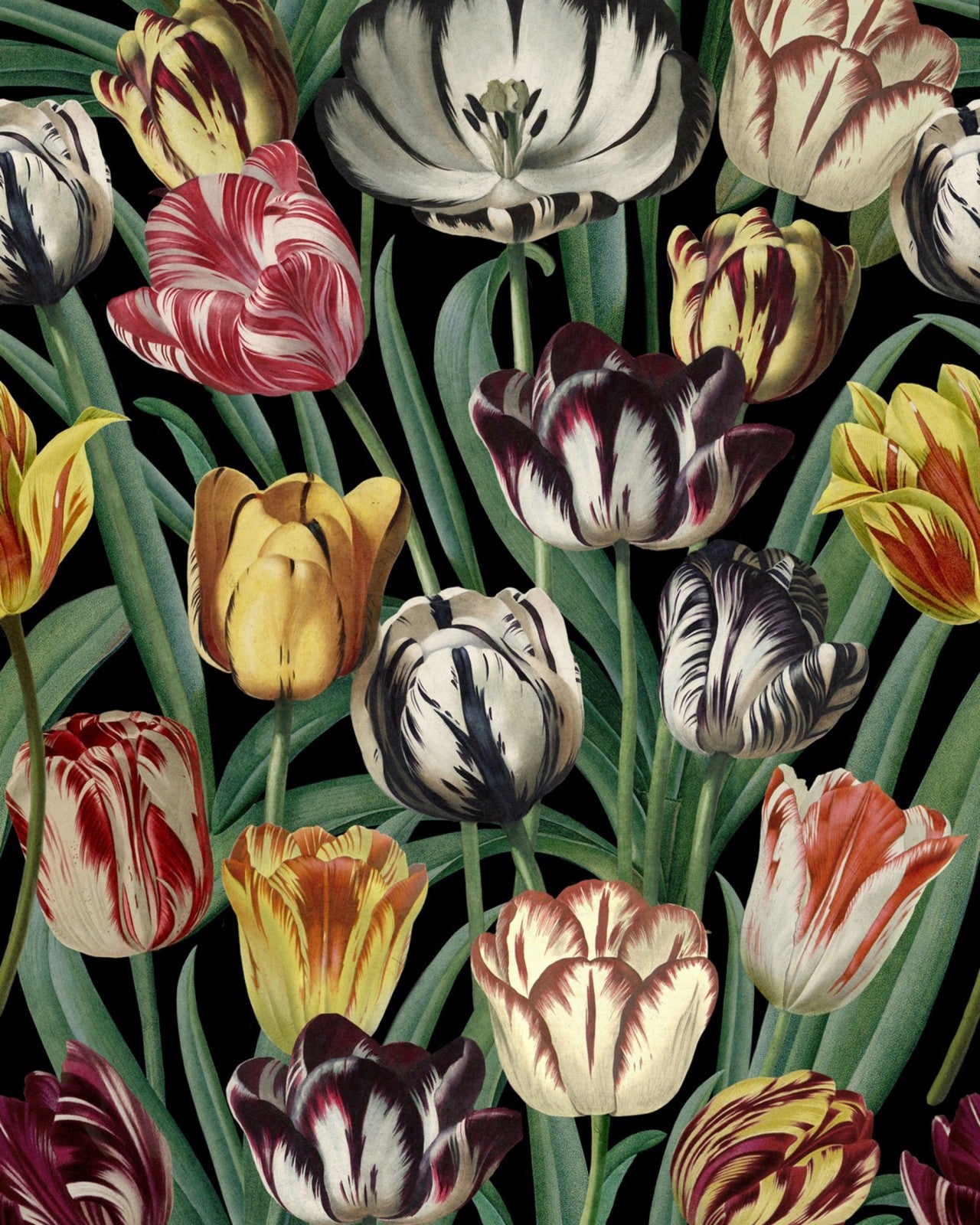 tulipa