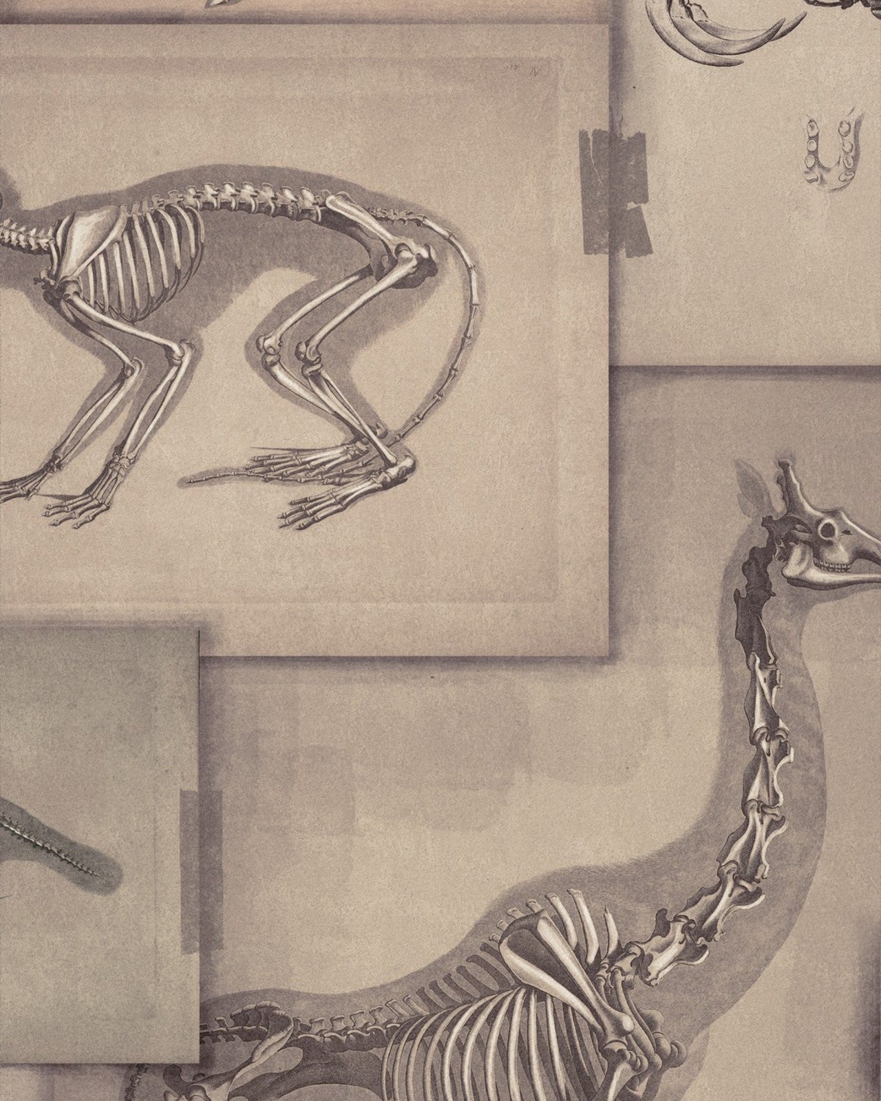 zooarchaeology wallpaper